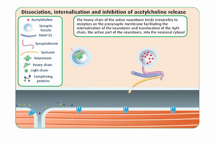 Mechanism of Action of Botulinum Neurotoxin Type A