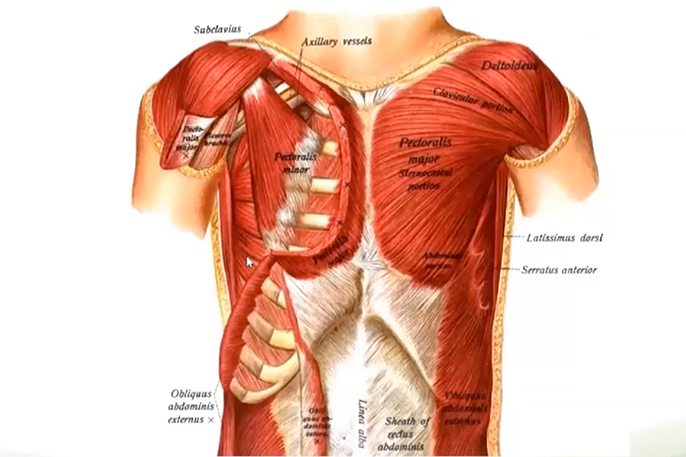 Functional Anatomy of Adult Spasticity – Part 1