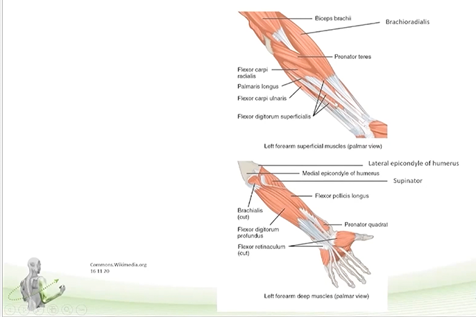 Functional Anatomy of Adult Spasticity – Part 2